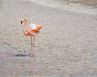 Flamingo, Pink-052417-Floreana Island-#0296.jpg
