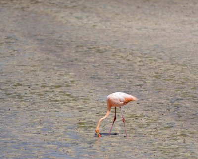 Flamingo, Pink-052417-Floreana Island-#0326.jpg
