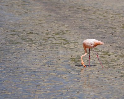 Flamingo, Pink-052417-Floreana Island-#0328.jpg
