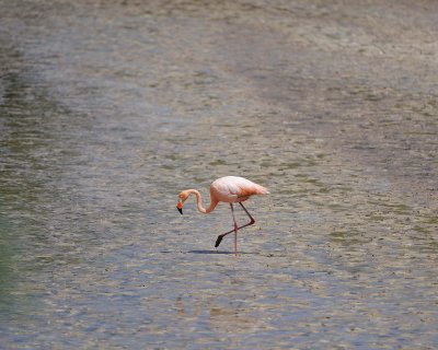 Flamingo, Pink-052417-Floreana Island-#0333.jpg