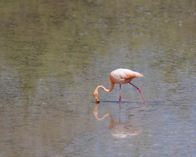 Flamingo, Pink-052417-Floreana Island-#0337.jpg