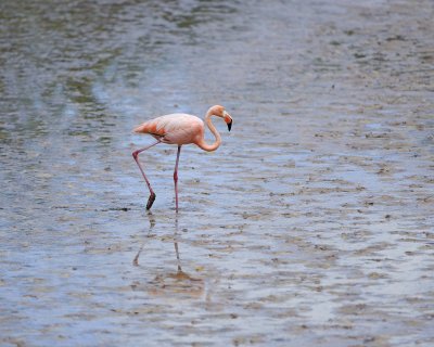 Flamingo, Pink-052417-Floreana Island-#0374.jpg