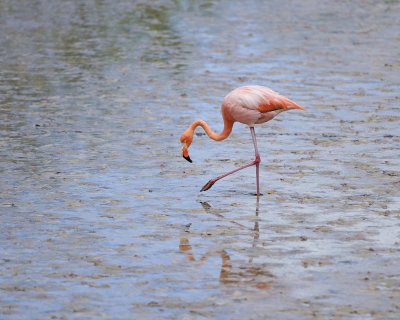 Flamingo, Pink-052417-Floreana Island-#0380.jpg