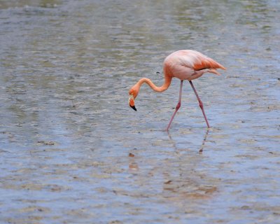 Flamingo, Pink-052417-Floreana Island-#0383.jpg