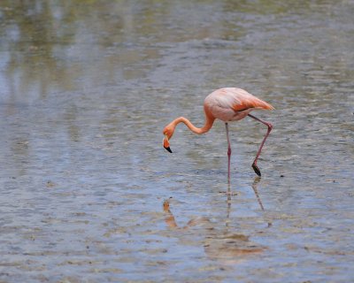 Flamingo, Pink-052417-Floreana Island-#0386.jpg