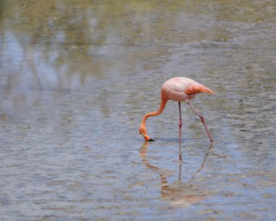 Flamingo, Pink-052417-Floreana Island-#0390.jpg