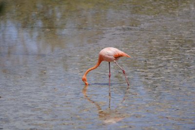 Flamingo, Pink-052417-Floreana Island-#0393.jpg