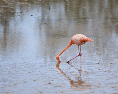 Flamingo, Pink-052417-Floreana Island-#0402.jpg
