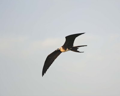 Frigate Bird-052617-San Cristoba Island-#0013.jpg