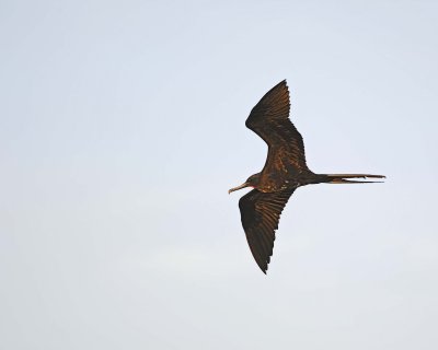 Frigate Bird-052617-San Cristoba Island-#0030.jpg