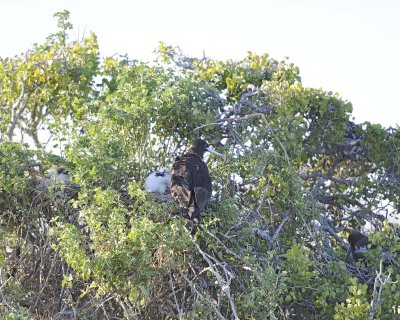 Frigatebird Female & Chick-053017-North Seymour-#0341.jpg