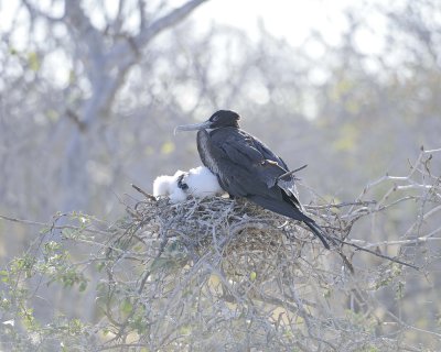 Frigatebird Female on nest w Chick-053017-North Seymour-#0432.jpg