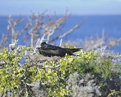 Frigatebird Female on nest-053017-North Seymour-#0437.jpg