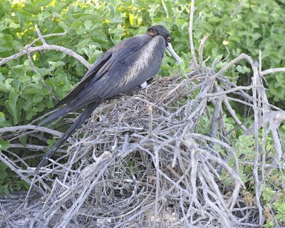 Frigatebird, Female on Nest-053017-North Seymour-#0146.jpg