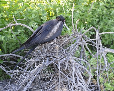 Frigatebird, Female on Nest-053017-North Seymour-#0147.jpg