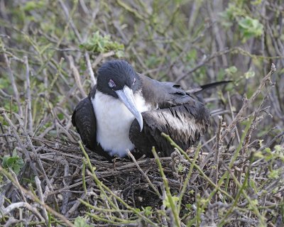 Frigatebird, Female, on nest-051717-Darwin Bay, Genovesa Island-#0392.jpg