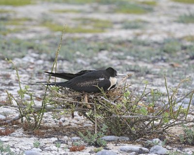 Frigatebird, Female-051717-Darwin Bay, Genovesa Island-#0064.jpg