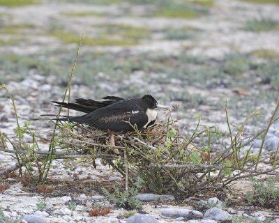 Frigatebird, Female-051717-Darwin Bay, Genovesa Island-#0065.jpg
