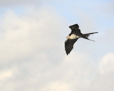 Frigatebird, Female-051717-Darwin Bay, Genovesa Island-#0099.jpg