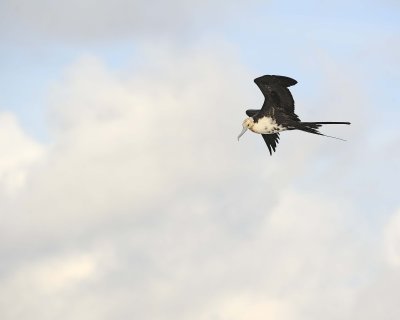 Frigatebird, Female-051717-Darwin Bay, Genovesa Island-#0100.jpg