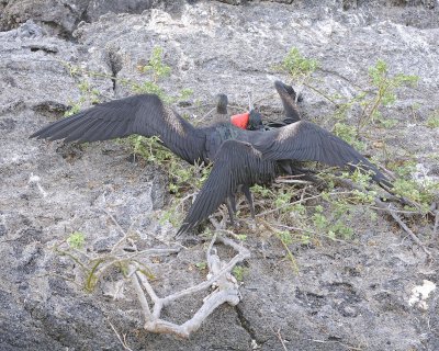 Frigatebird, Male & Female-051717-Darwin Bay, Genovesa Island-#0212.jpg