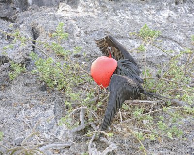Frigatebird, Male-051717-Darwin Bay, Genovesa Island-#0015.jpg