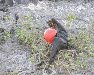Frigatebird, Male-051717-Darwin Bay, Genovesa Island-#0021.jpg