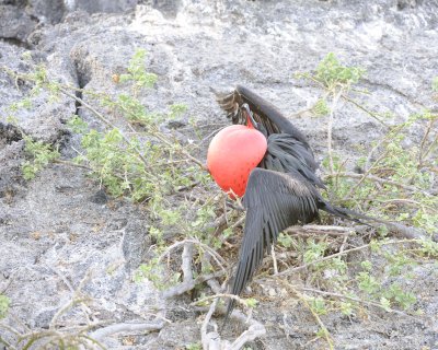 Frigatebird, Male-051717-Darwin Bay, Genovesa Island-#0023.jpg
