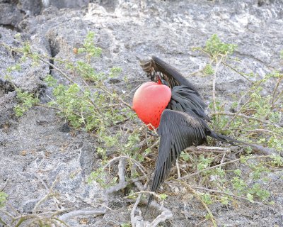 Frigatebird, Male-051717-Darwin Bay, Genovesa Island-#0024.jpg