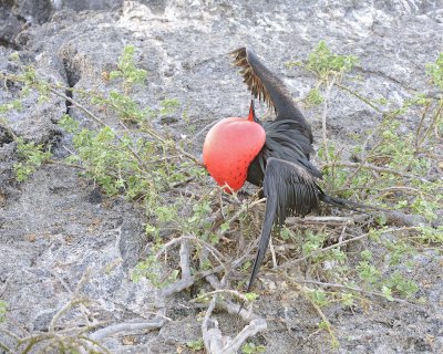 Frigatebird, Male-051717-Darwin Bay, Genovesa Island-#0029.jpg