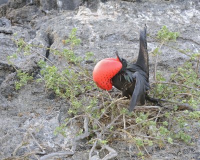 Frigatebird, Male-051717-Darwin Bay, Genovesa Island-#0047.jpg