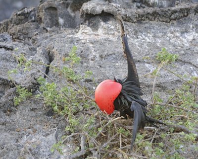 Frigatebird, Male-051717-Darwin Bay, Genovesa Island-#0059.jpg