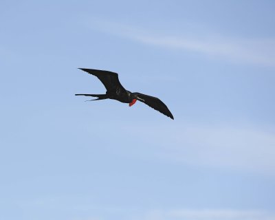 Frigatebird, Male-051717-Darwin Bay, Genovesa Island-#0091.jpg