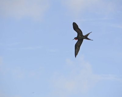 Frigatebird, Male-051717-Darwin Bay, Genovesa Island-#0109.jpg
