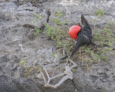 Frigatebird, Male-051717-Darwin Bay, Genovesa Island-#0122.jpg