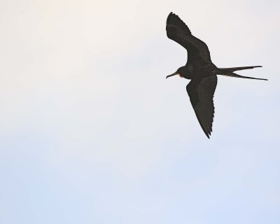 Frigatebird, Male-051717-Darwin Bay, Genovesa Island-#0132.jpg