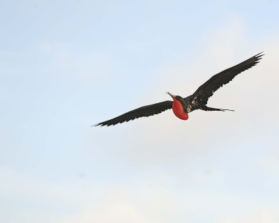 Frigatebird, Male-051717-Darwin Bay, Genovesa Island-#0187.jpg