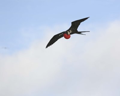 Frigatebird, Male-051717-Darwin Bay, Genovesa Island-#0256.jpg