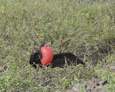 Frigatebird, Male-051717-Darwin Bay, Genovesa Island-#0423.jpg