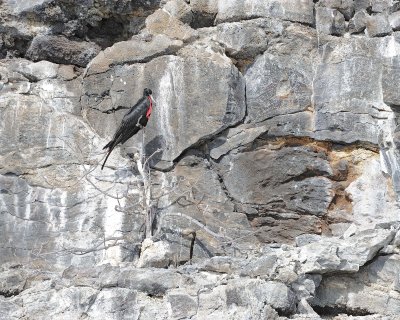 Frigatebird, Male-051717-Darwin Bay, Genovesa Island-#0527.jpg