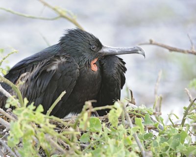 Frigatebird-051717-Darwin Bay, Genovesa Island-#0063.jpg