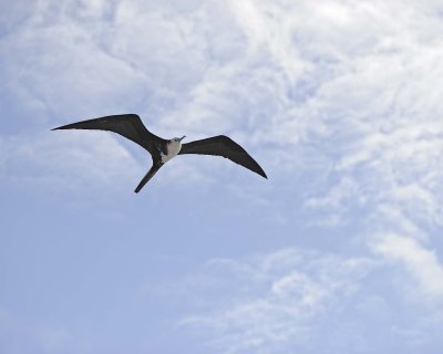Frigatebird-052917-Santiago Island-#0650.jpg
