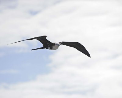 Frigatebird-052917-Santiago Island-#0660.jpg