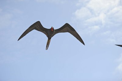 Frigatebird-052917-Santiago Island-#0673.jpg