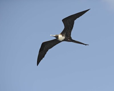 Frigatebird-052917-Santiago Island-#0711.jpg