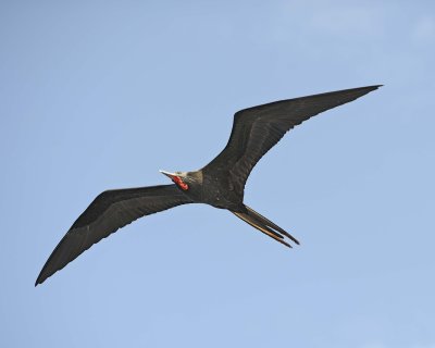 Frigatebird-052917-Santiago Island-#0756.jpg