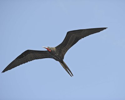 Frigatebird-052917-Santiago Island-#0853.jpg