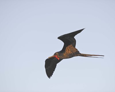 Frigatebird-053017-North Seymour-#0053.jpg