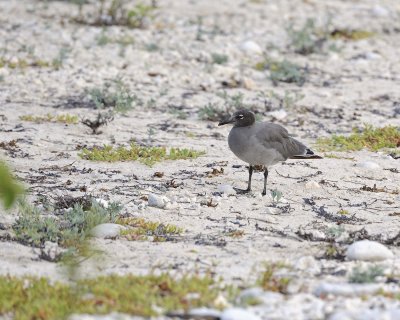 Gull, Lava-051717-Darwin Bay, Genovesa Island-#0177.jpg