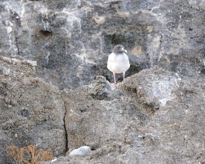 Gull, Swallow Tail-051717-Darwin Bay, Genovesa Island-#0129.jpg